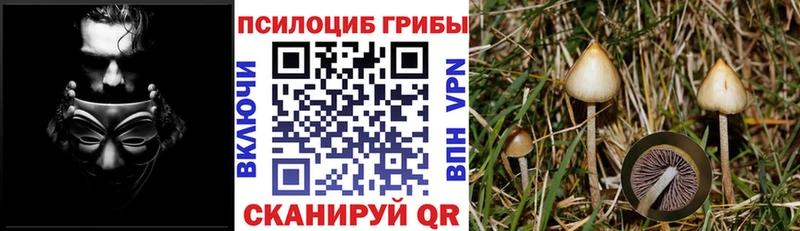 Галлюциногенные грибы Cubensis  Кола 